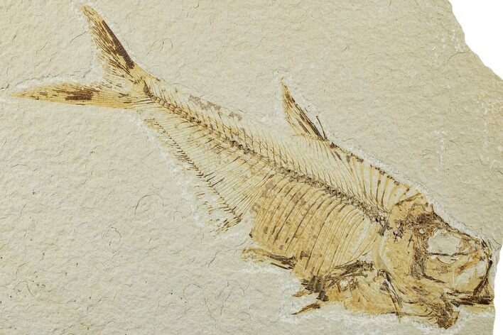 Bargin, Fossil Fish (Diplomystus) - Wyoming #235773